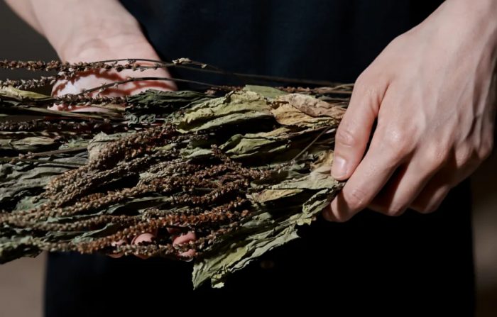 남성탈모세안 진정 케어에 쓰이는 경남 산청산 왕질경이 원물 이미지