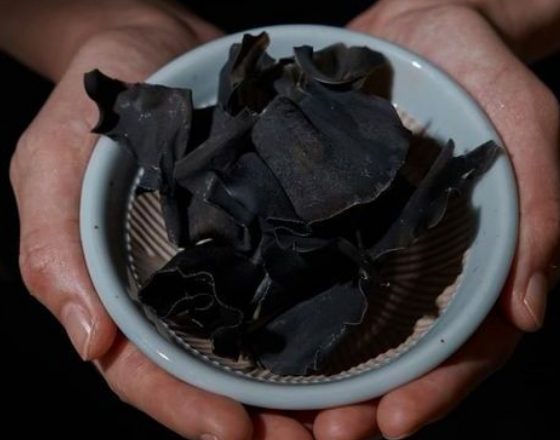 남성탈모두피관리 두피 컨디셔닝에 쓰이는 다시마 원료 이미지